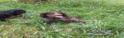 Cocker Spaniel dogs for sale: Cocker puppies  - Advert 1