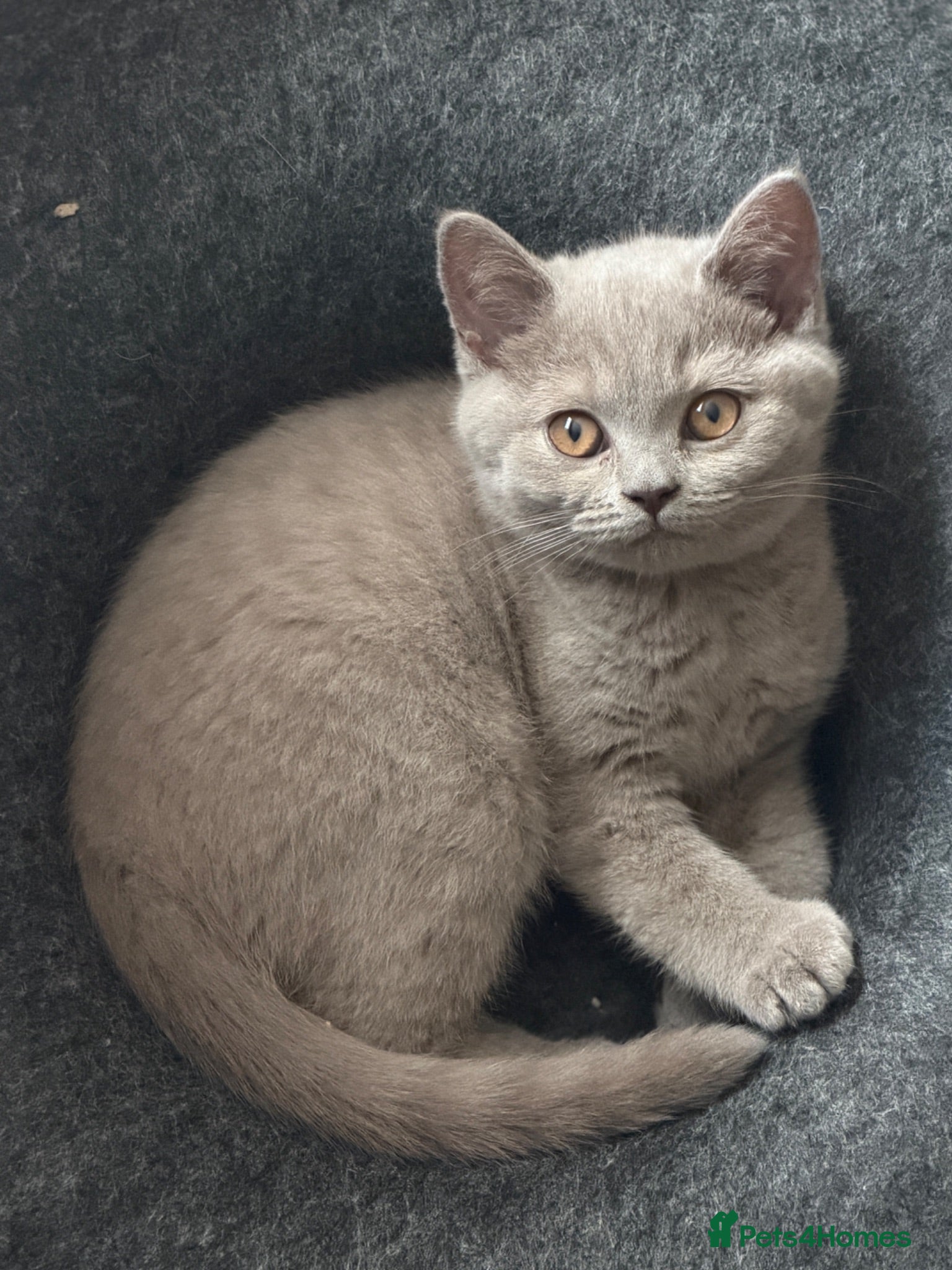 British Shorthair cats Ready to collect now! - GCCF BSH kittens!  - Advert 2