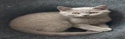 British Shorthair cats for sale: GCCF British shorthair kittens!Ready to collect! - Advert 9