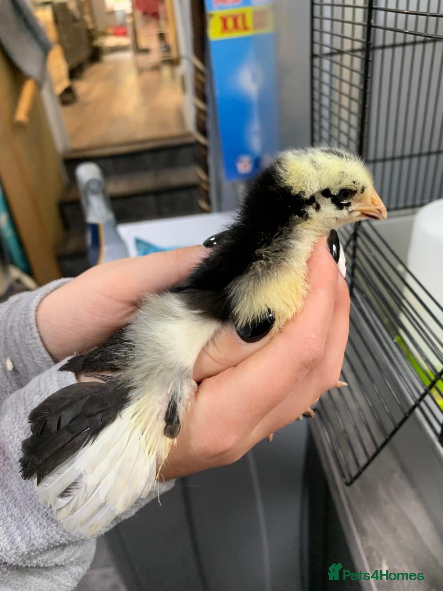Chickens poultry for sale: Black Jersey Giants Chicks - Advert 12