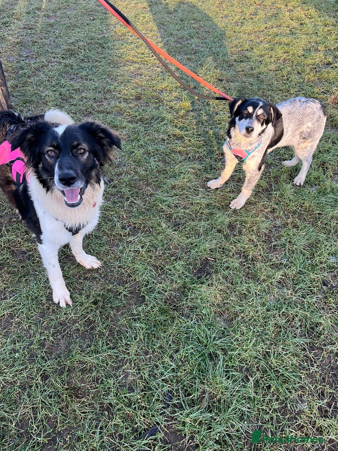 Mixed Breed dogs for adoption: Mimi  - Advert 2