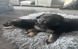 German Shepherd dogs for sale: German Shepherd Puppies Fluffy & Chunky  - Image 1