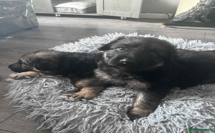German Shepherd dogs - Advert 12