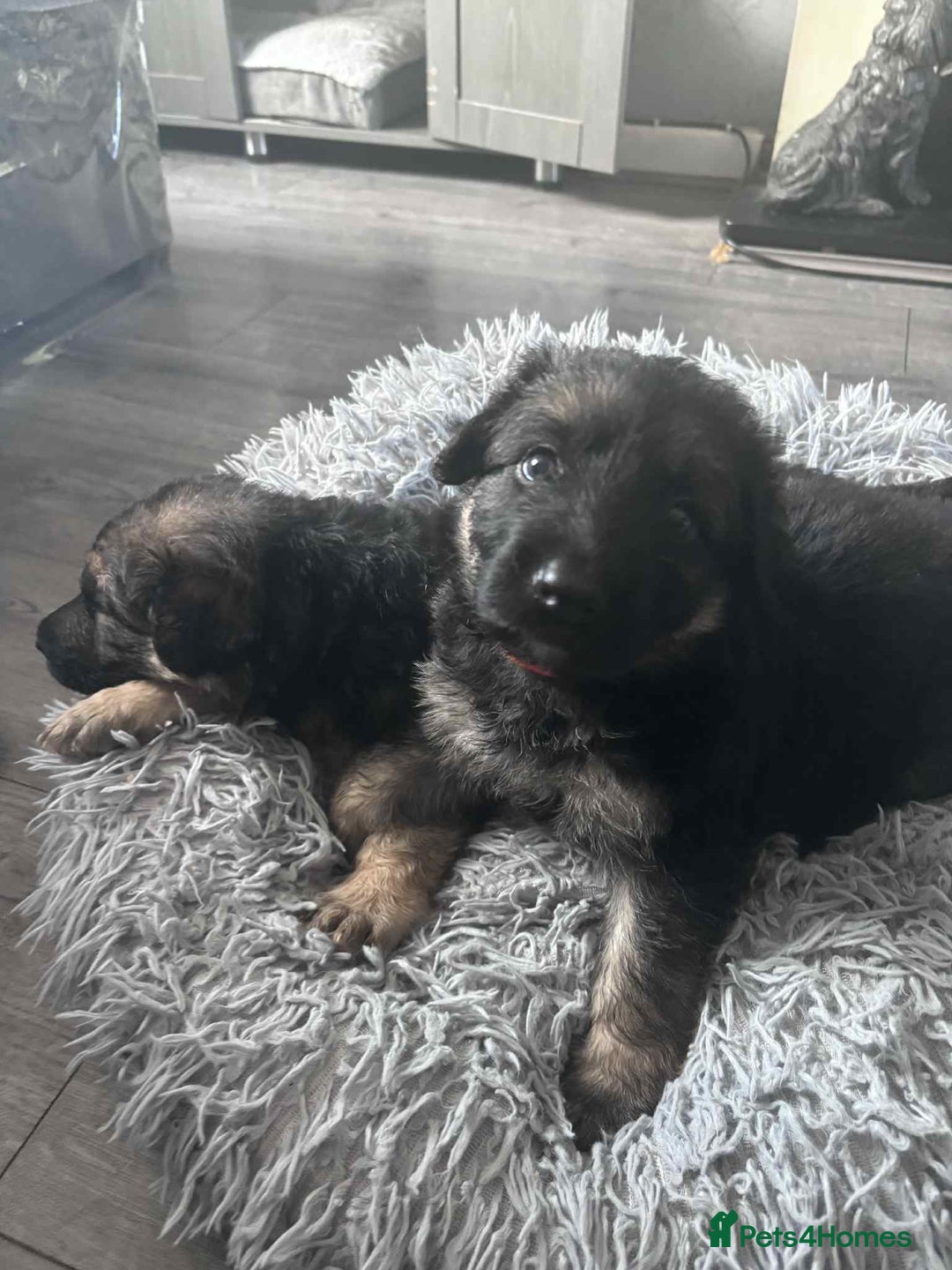 German Shepherd dogs for sale: German Shepherd Puppies Fluffy & Chunky  - Image 1
