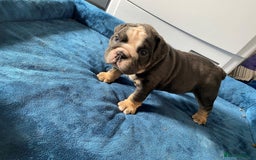 English Bulldog dogs for sale: *REDUCED* English Bulldog Puppies - Image 24