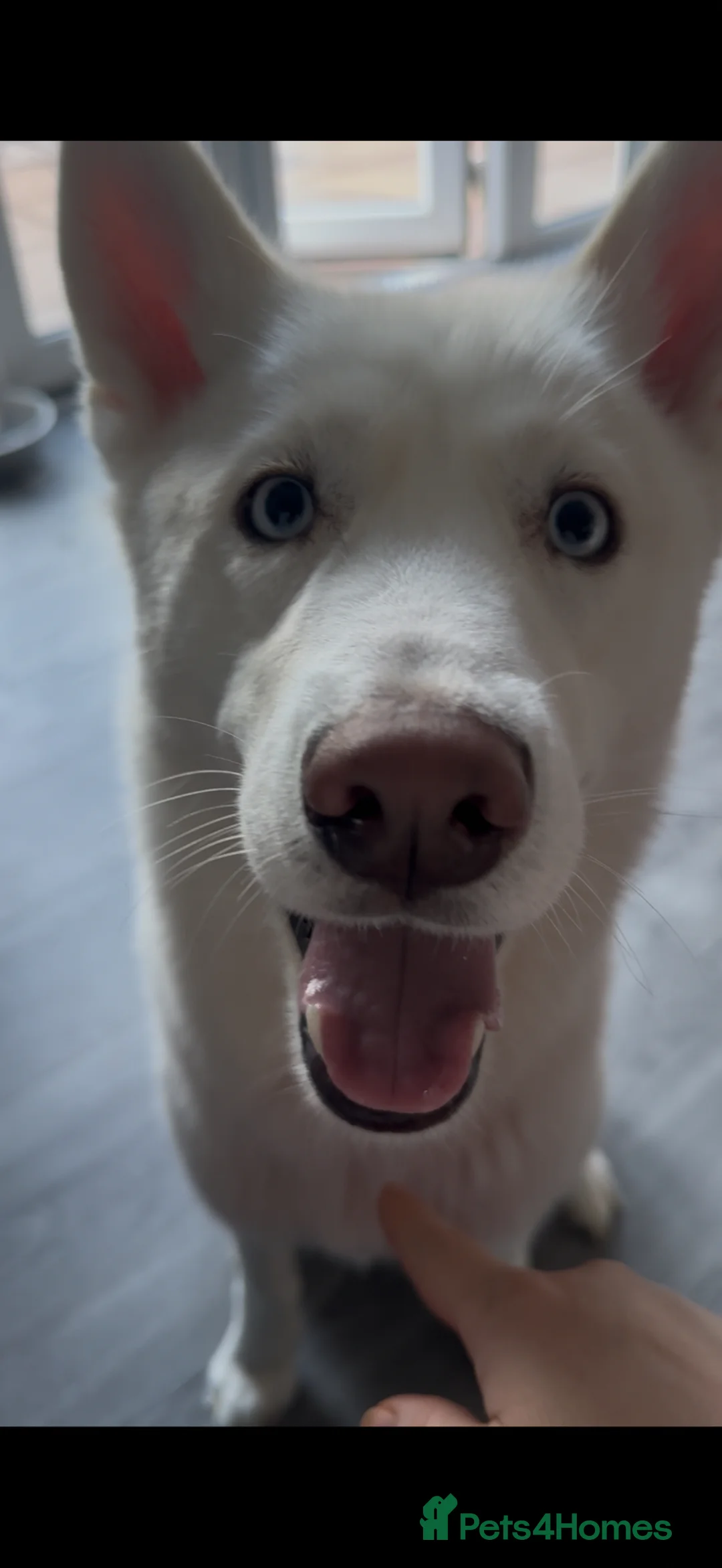 Siberian Husky dogs for sale: Pure white husky 1 year old  - Advert 3
