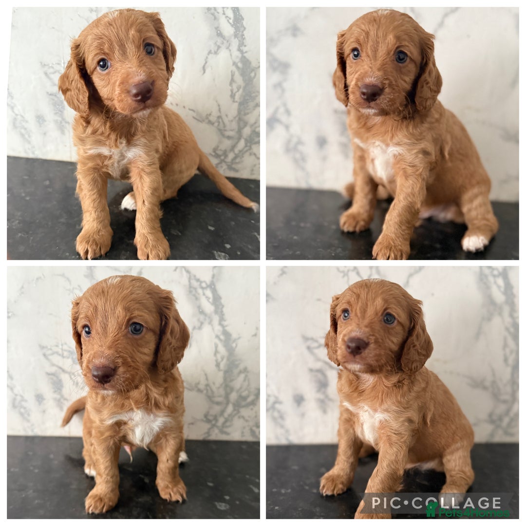 Cockapoo dogs for sale: 🐾Beautiful F2 cockapoos  🐾 - Image 6