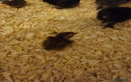 Quail poultry for sale: Celadon quail chicks  - Image 5
