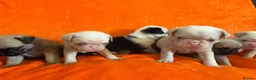 Pug dogs for sale: Unique pug puppies in Swanley - Advert 6