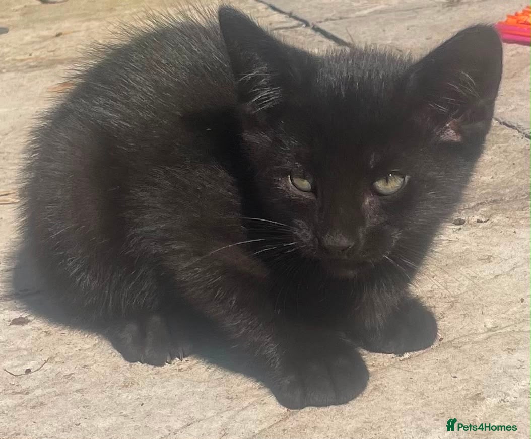 Domestic Shorthair cats Kittens Ready Now - Advert 13