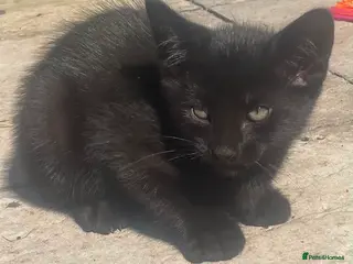 Domestic Shorthair cats Kittens Ready Now - Advert 13