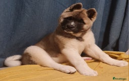 Akita dogs for sale: KC registered Akita puppies - Image 5