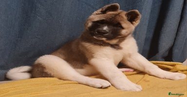 Akita dogs - Advert 5