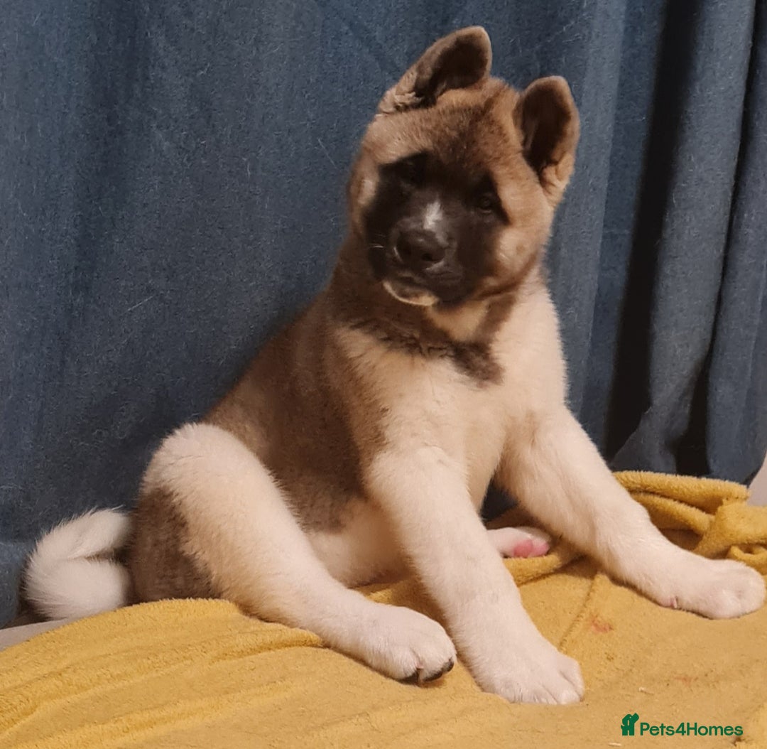 Akita dogs for sale: KC registered Akita puppies - Image 5