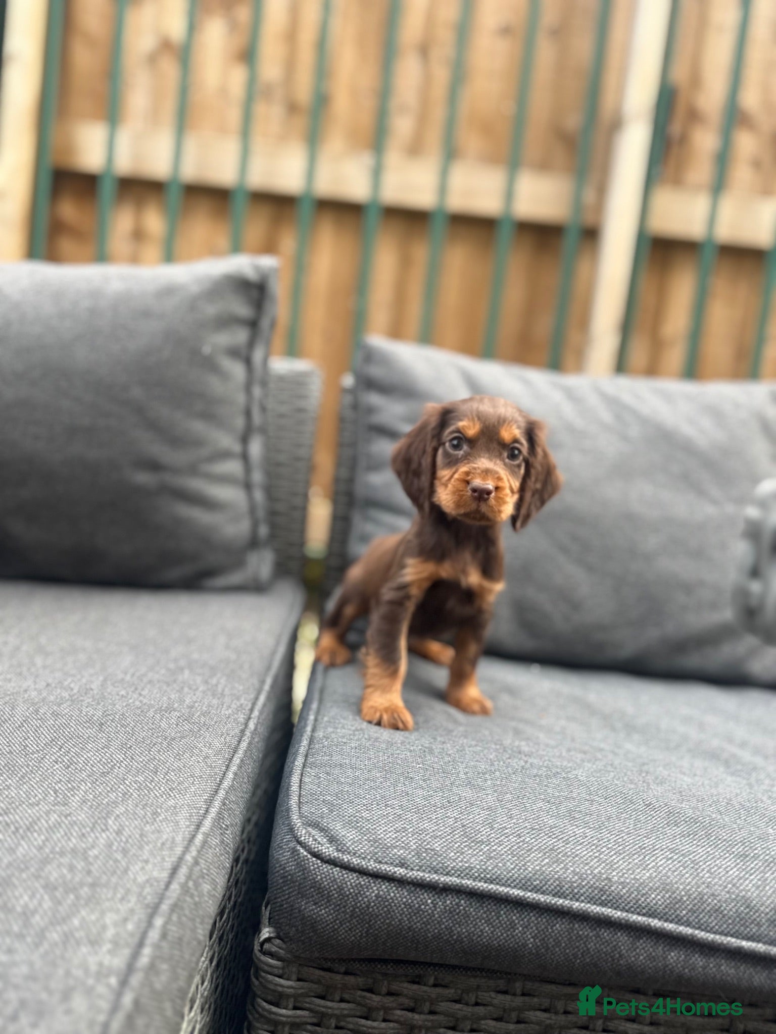 Cocker Spaniel dogs working cocker spaniels  - Advert 2