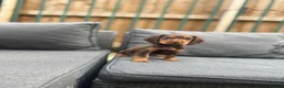 Cocker Spaniel dogs for sale: working cocker spaniels  - Advert 1