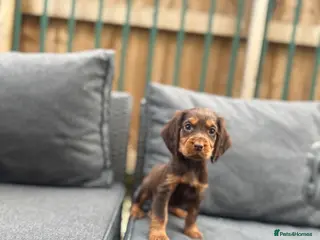 Cocker Spaniel dogs working cocker spaniels - Advert 1