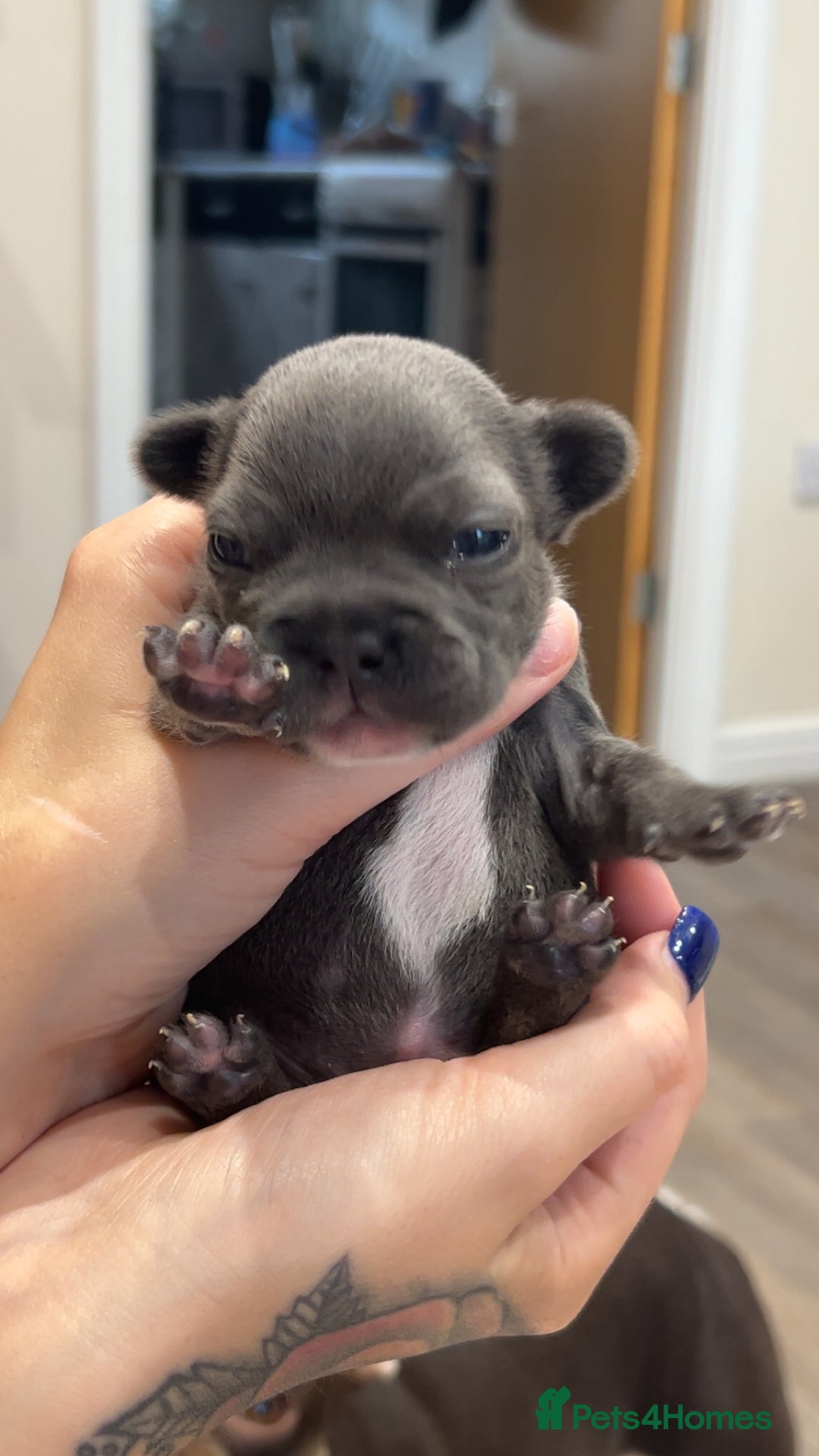 French Bulldog dogs for sale: 2 French bull dog puppies  - Image 13