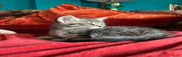 Pixie Bob cats for sale: Pixie Bob kittens - Polydactyl and non polydactyl - Advert 18