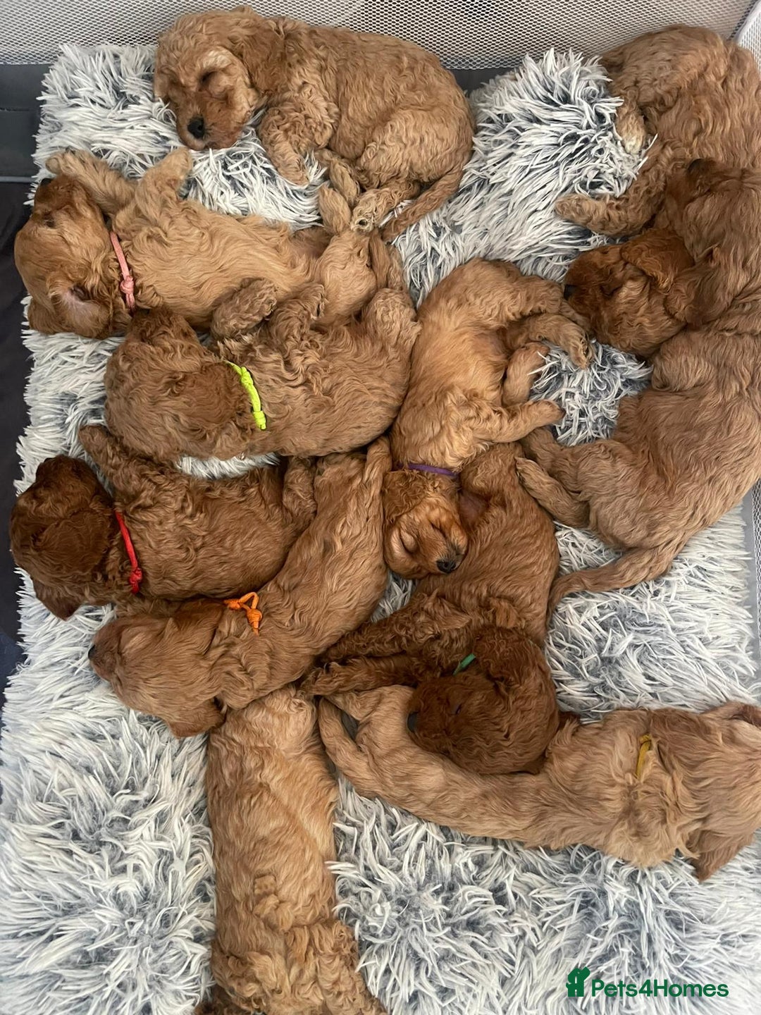 Cavapoo dogs for sale: Beautiful Cavapoo Puppies – 7 Girls & 4 Boys  - Image 1