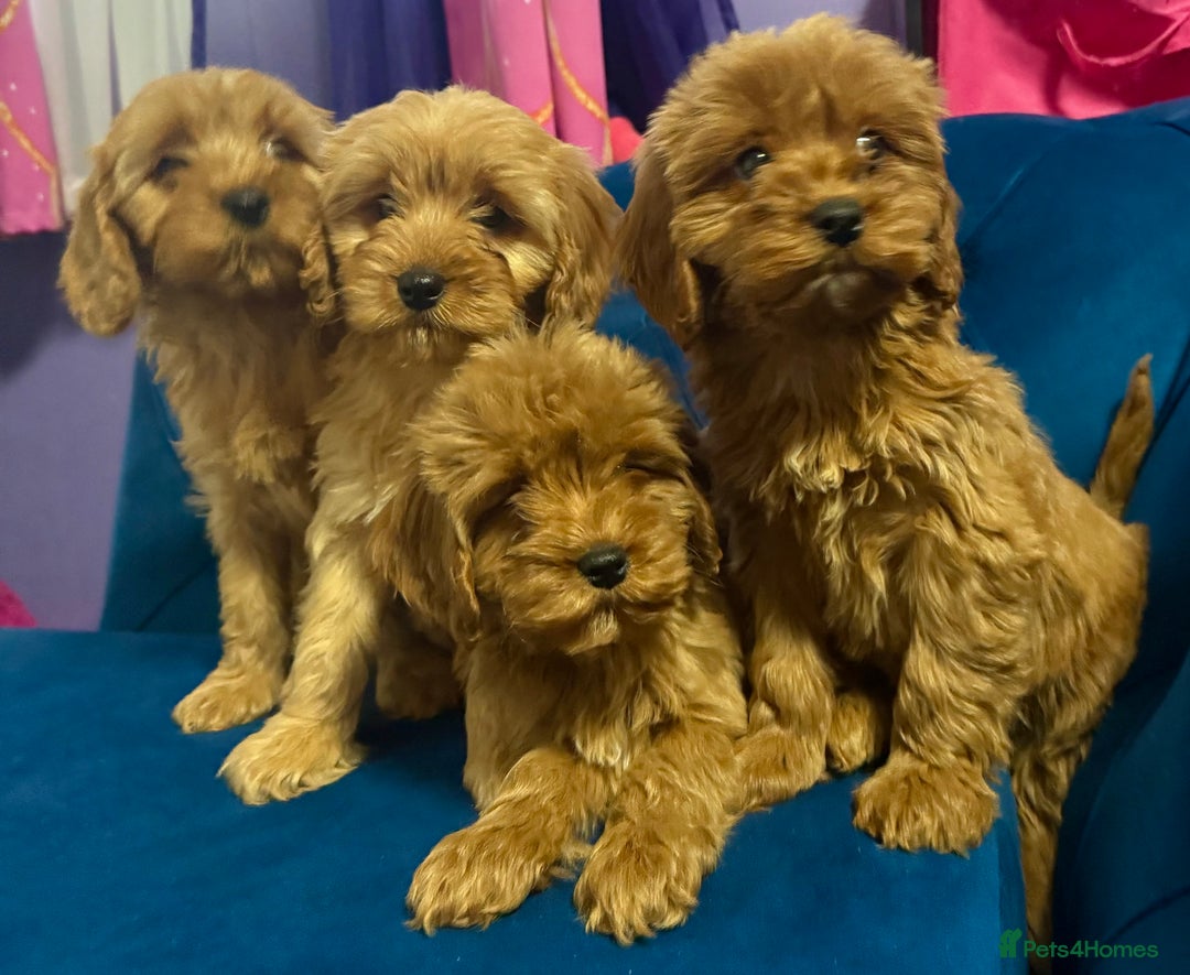 Cavapoo dogs for sale: Ready to go🏡 ONLY girls !  - Image 7