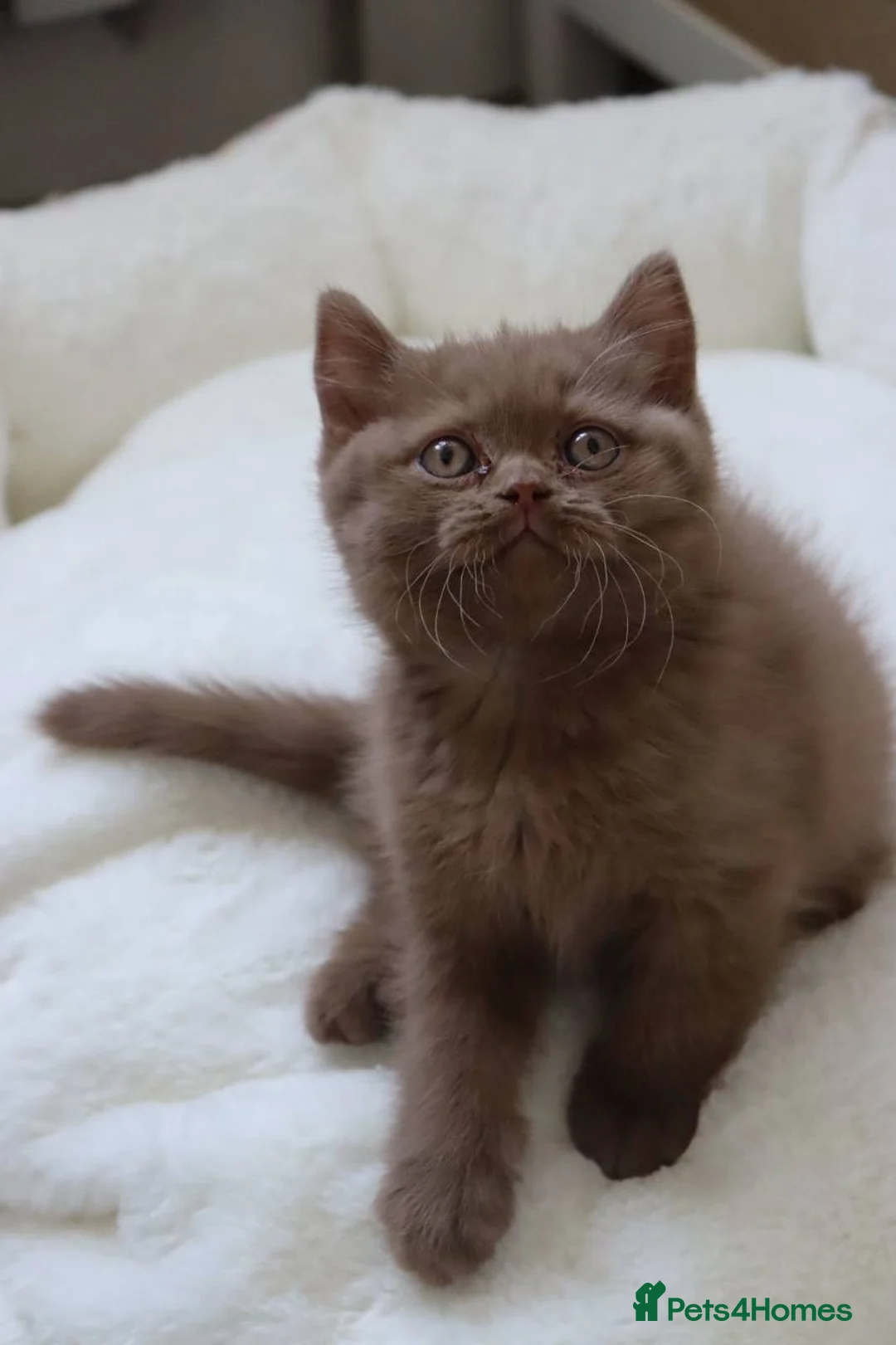 British Shorthair cats for sale: Chocolate Champion bloodline BSH - Advert 2