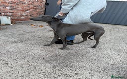Whippet dogs for sale: Male Blue Whippet 10 Month Old - Image 3