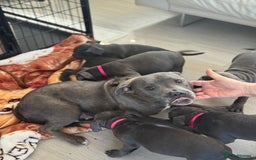 Staffordshire Bull Terrier dogs for sale: KC staff puppy for sale ready to go - Image 2