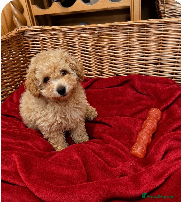 Poochon dogs Outstanding Poochon puppies  - Advert 2