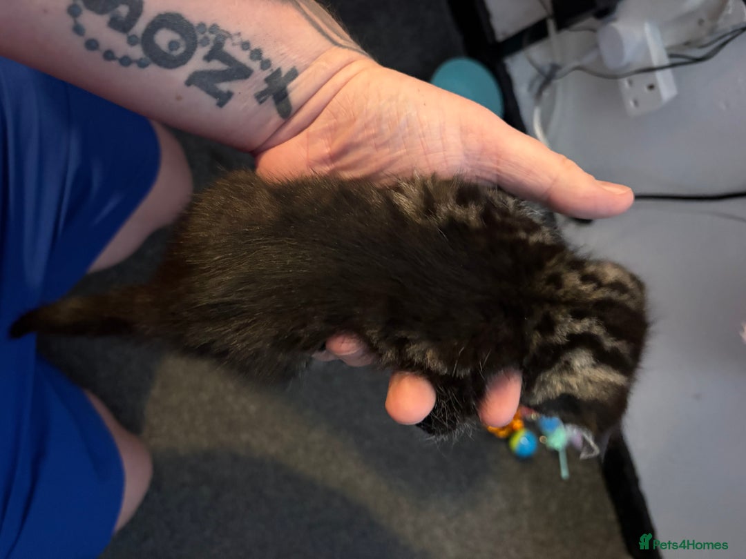 Mixed Breed cats for sale: 3 Beautiful Kittens - Image 9