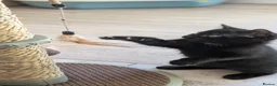 Mixed Breed cats for adoption: 1 x black boy kitten - Advert 3