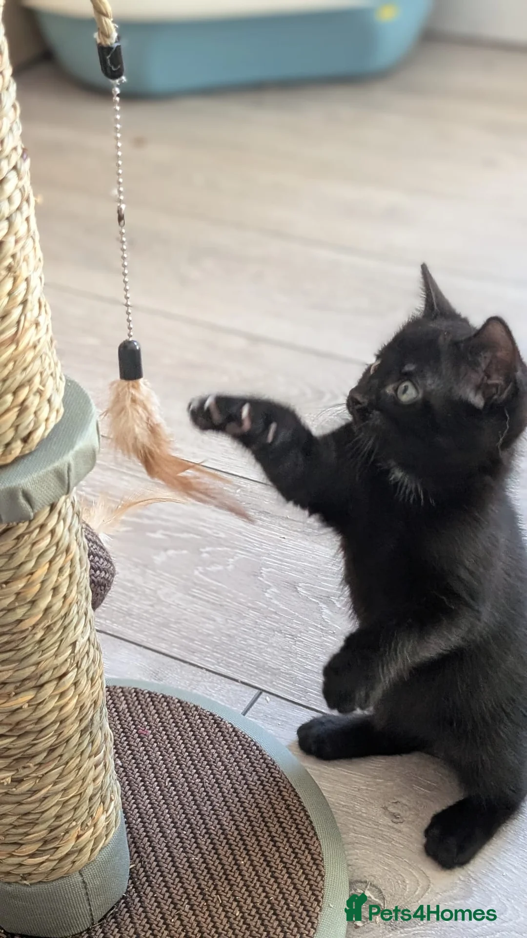 Mixed Breed cats for adoption: 1 x black boy kitten - Advert 3