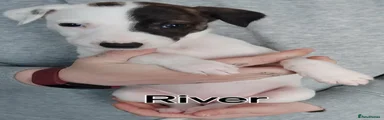 Lurcher 7