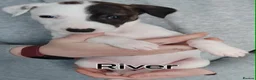 Lurcher dogs for sale: Beautiful Lurcher pups - Advert 24