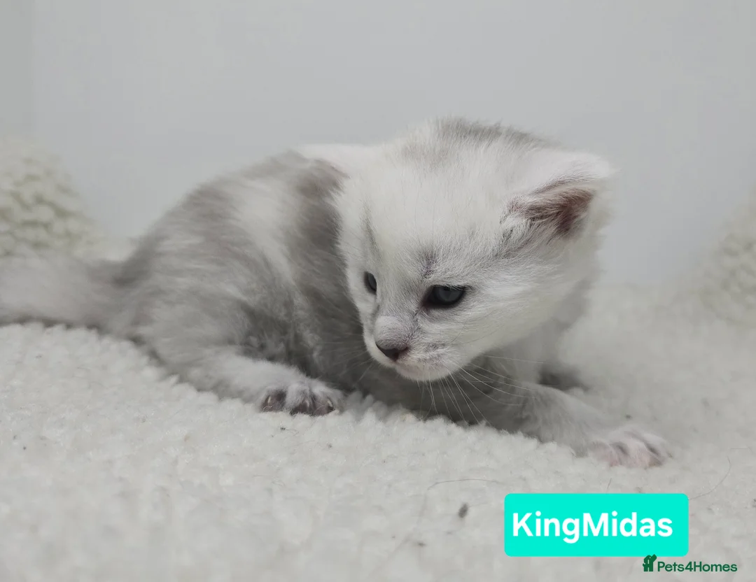 Maine Coon cats for sale: Rare Stunning Blue Shaded Maine Coon Kitten - Advert 10
