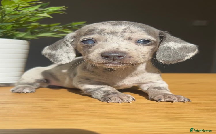 Miniature Dachshund dogs - Advert 4