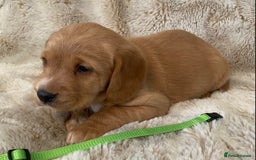 Cockerdor dogs for sale: Adorable f1 cockerdor puppies - Image 7