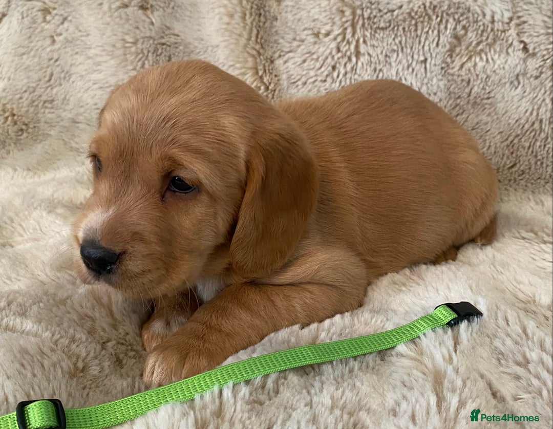Cockerdor dogs for sale: Adorable f1 cockerdor puppies - Image 7
