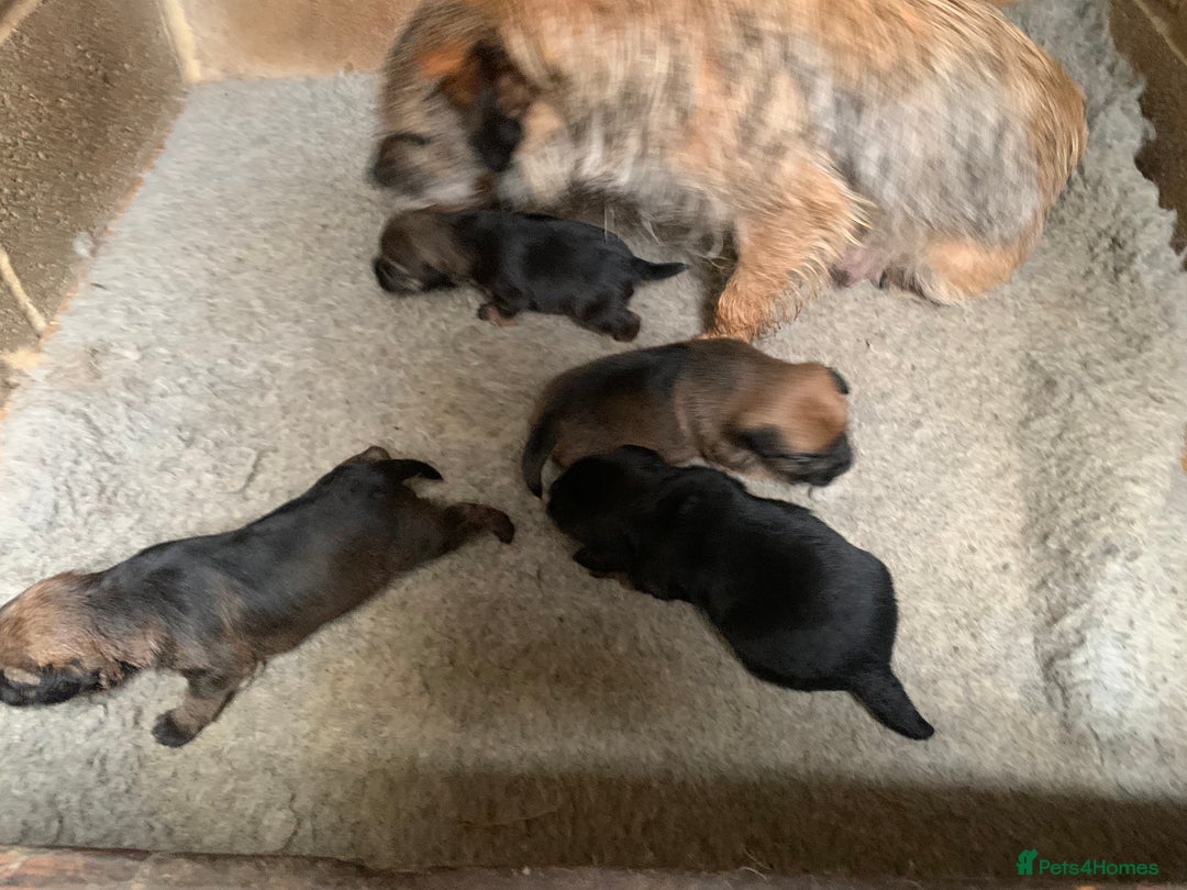 Border Terrier dogs for sale: Border terrier puppies  - Image 4