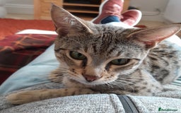 Savannah cats for sale: Pedigree Early generation TICA Reg Savannah Lady in Darlington - Image 16