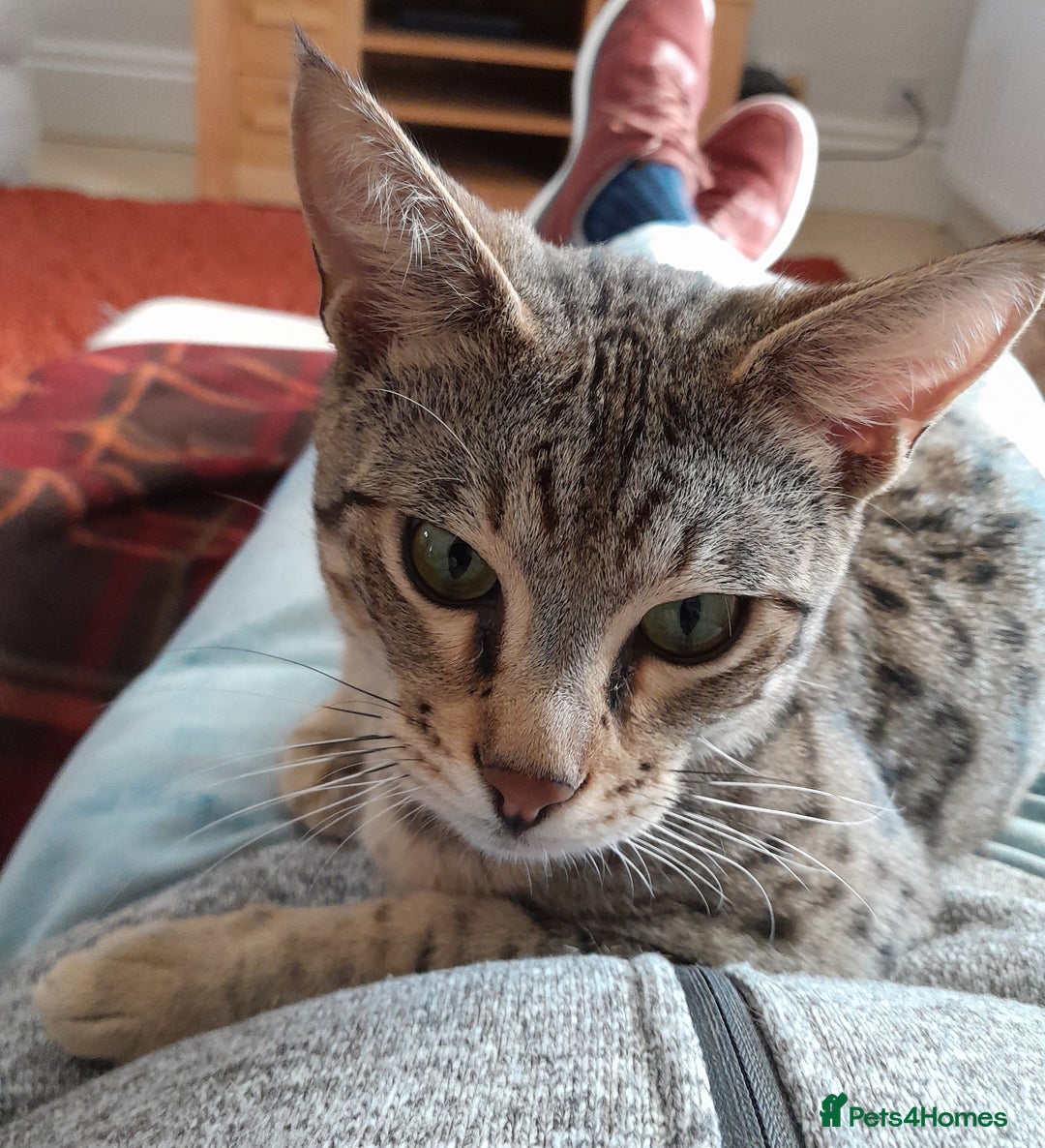 Savannah cats for sale: Pedigree Early generation TICA Reg Savannah Lady in Darlington - Image 16