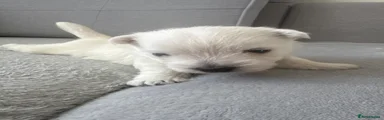 West Highland Terrier Puppy 1