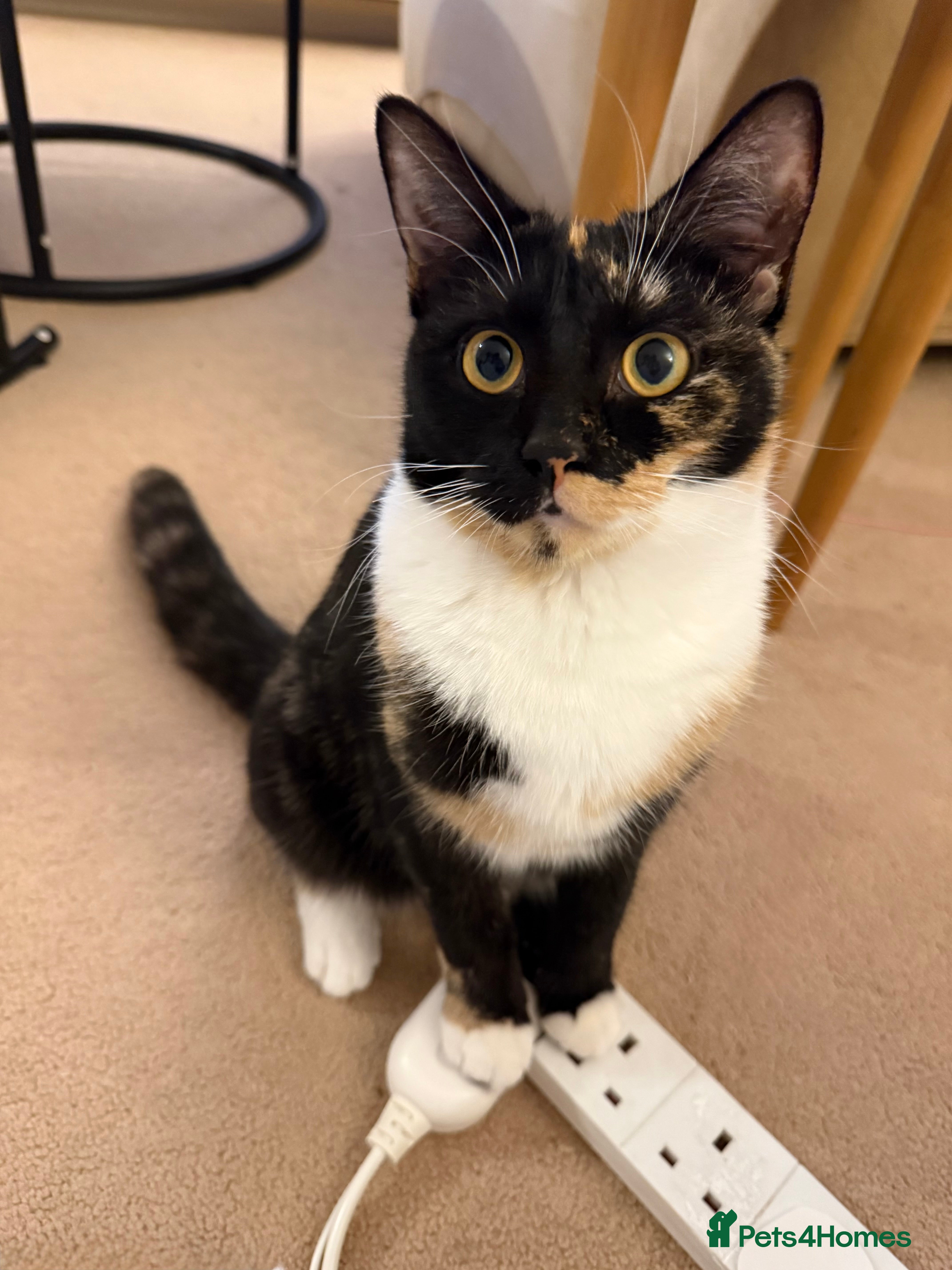 Mixed Breed cats 💛 Nova - Sweet tortie looking for a loving home - Advert 1