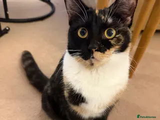 Mixed Breed cats 💛 Nova - Sweet tortie looking for a loving home - Advert 1