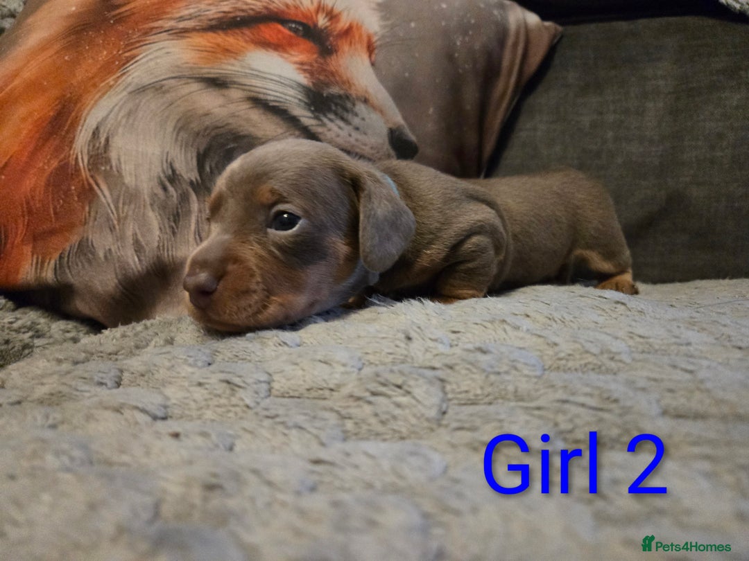 Miniature Dachshund dogs for sale: Miniature Dachshund Puppies - Advert 12