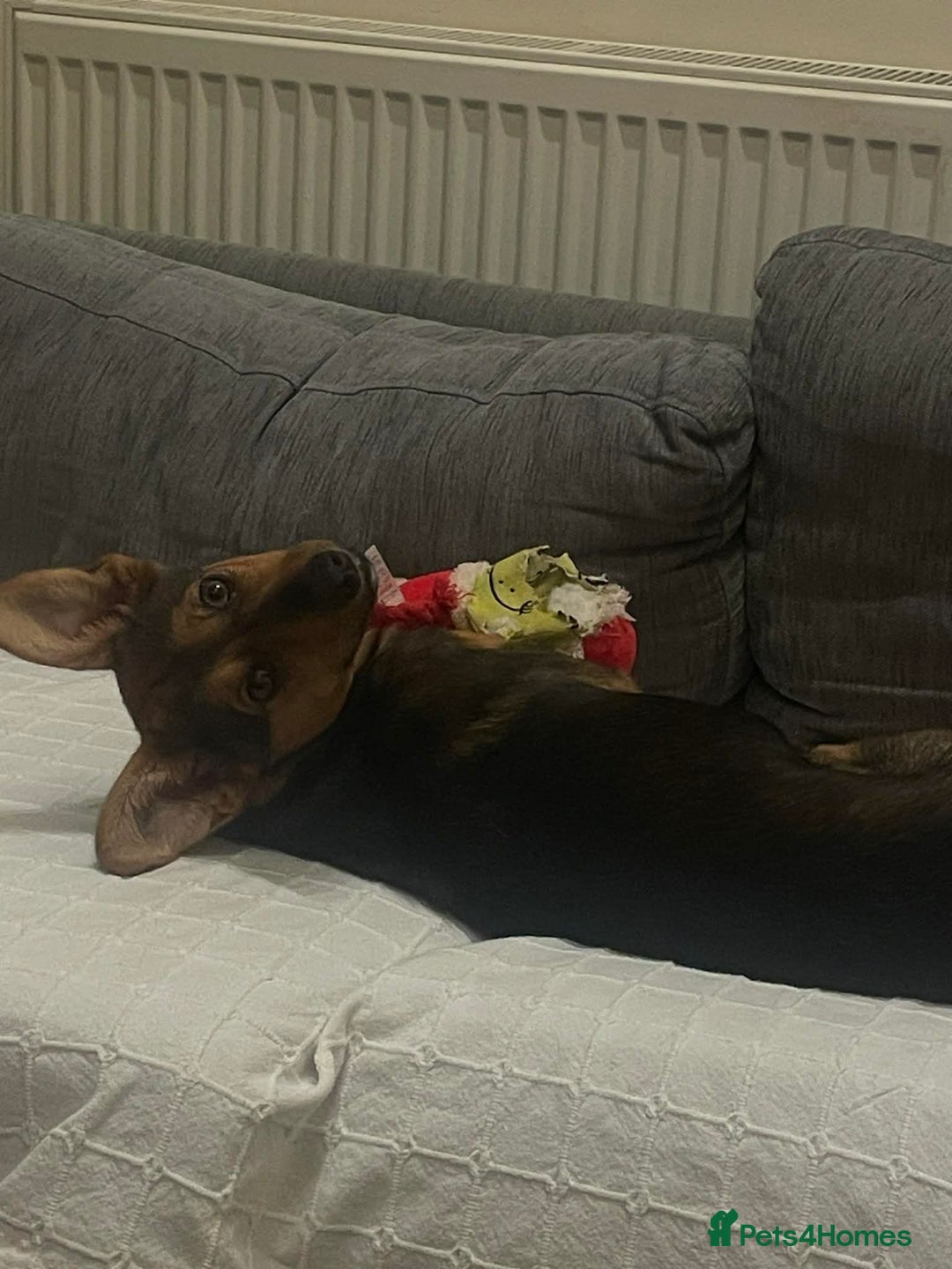 Mixed Breed dogs for adoption: Megan  - Advert 4