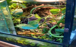 Frog reptiles for sale: Fire belly toads and dart frog - Image 5