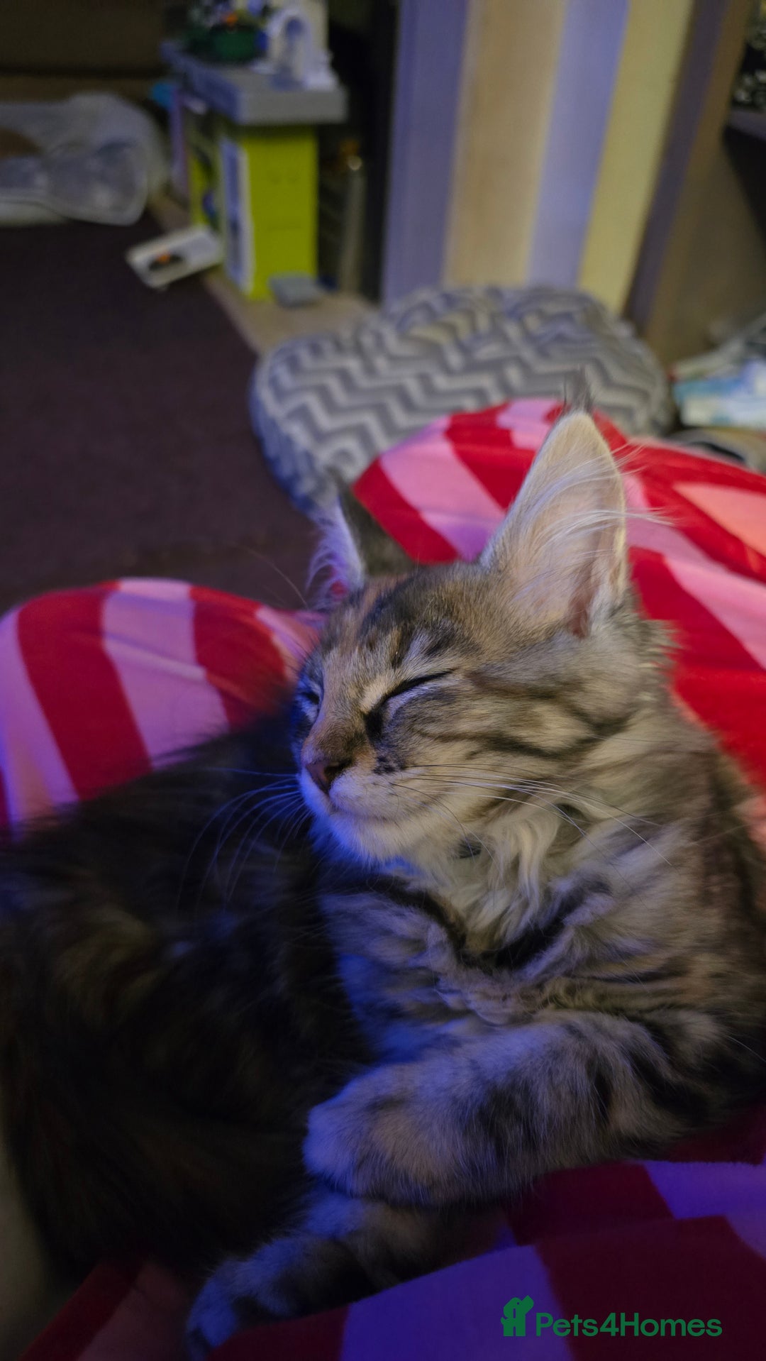 Maine Coon cats for sale: 5 beautiful maine coon ready to go - Advert 23