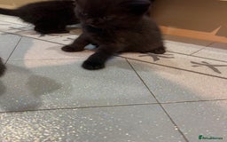 Scottish Fold cats for sale: Scottish fold  - Image 14