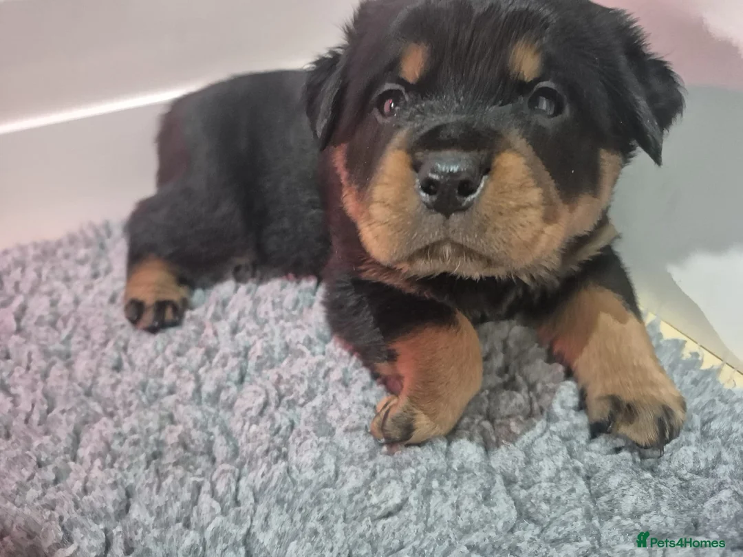 Rottweiler dogs for sale: Strong Traditional Rottweiller Puppies - Advert 1
